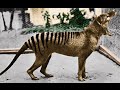 3 Extinct Animals That May Still Be Alive