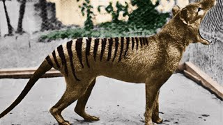 3 Extinct Animals That May Still Be Alive