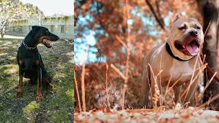 Diğer Köpekleri Çıldırtan Havlama Sesi (Hav) Resimi