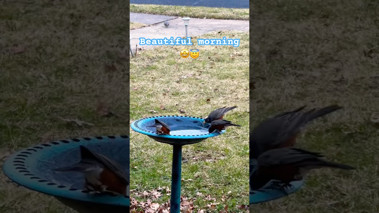 Its all perfect 😍 love #naturelovers #birdwatching #wildlife #nature #backyardbirds #birdswatching