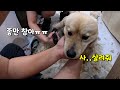 견생역전한 시골똥개 폴짝이의 첫 미용(Feat.첫 물림)