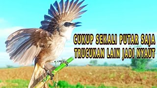 Pancingan Trucukan Virall 2025 Paling Ampuh Terbukti Bikin Nyaut Trucuk Manapun bobkicau