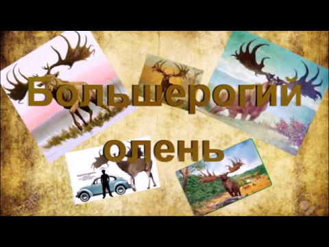 Большерогий олень