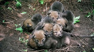 картинка: Этот мужчина СПАС волчат, но год спустя случилось НЕВЕРОЯТНОЕ!