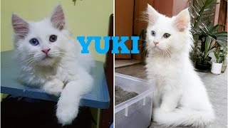 YUKI | 3 Months Old Persian Kitten | Male