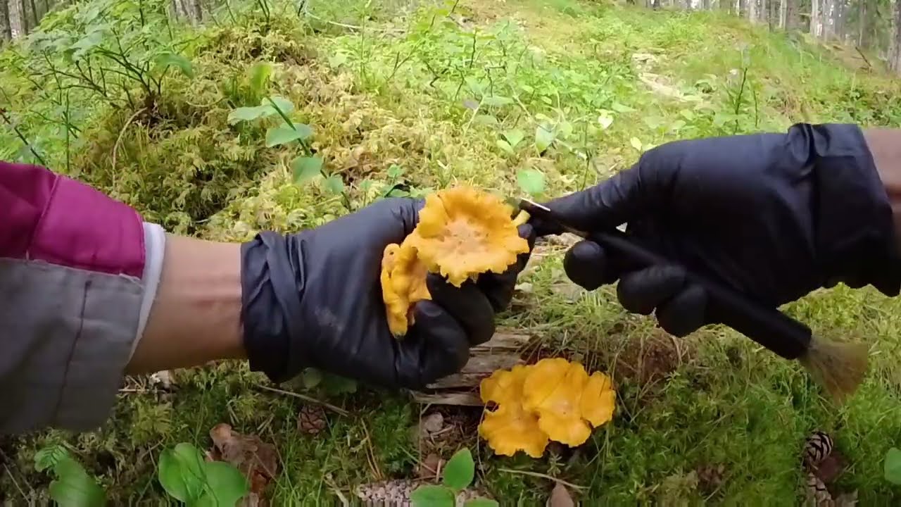 9/7/2025 คลิปถ่ายก่อนฝนตกหนัก เห็ดสวยๆและขายาวๆจ้า 