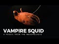 The Vampire Squid, a Living Fossil of the Abyss