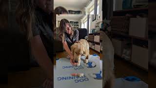 How Place Training Builds Calm & Confidence | Dog Training Tips