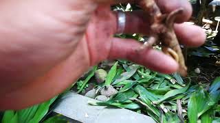 Ini Perawatan Dan Cara Menanam Tanaman Dracaena Compacta