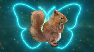 Dancing Tiktok Squirrel