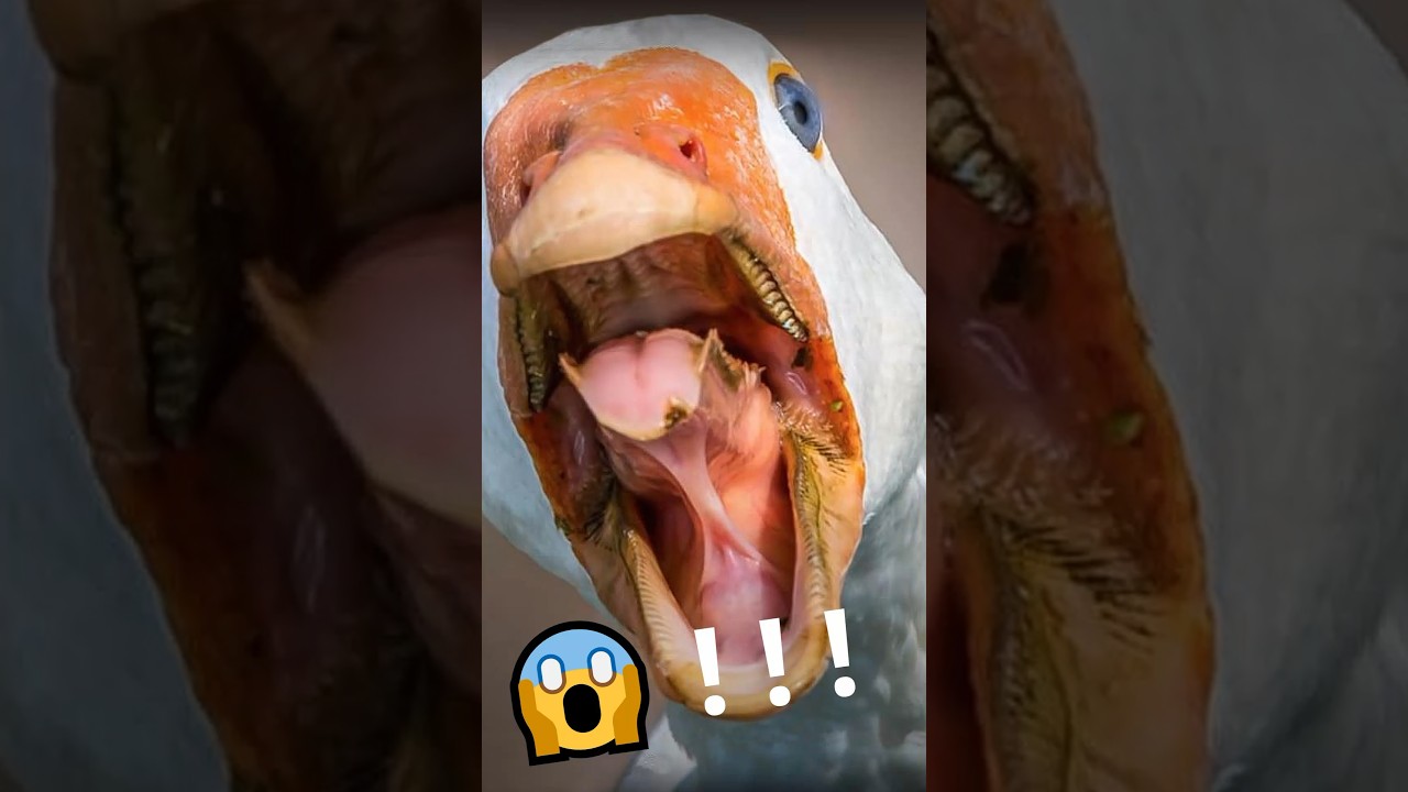 Angry Goose versus People at Park!!! 🦢