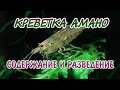 КРЕВЕТКА АМАНО. СОДЕРЖАНИЕ И РАЗВЕДЕНИЕ В АКВАРИУМЕ.