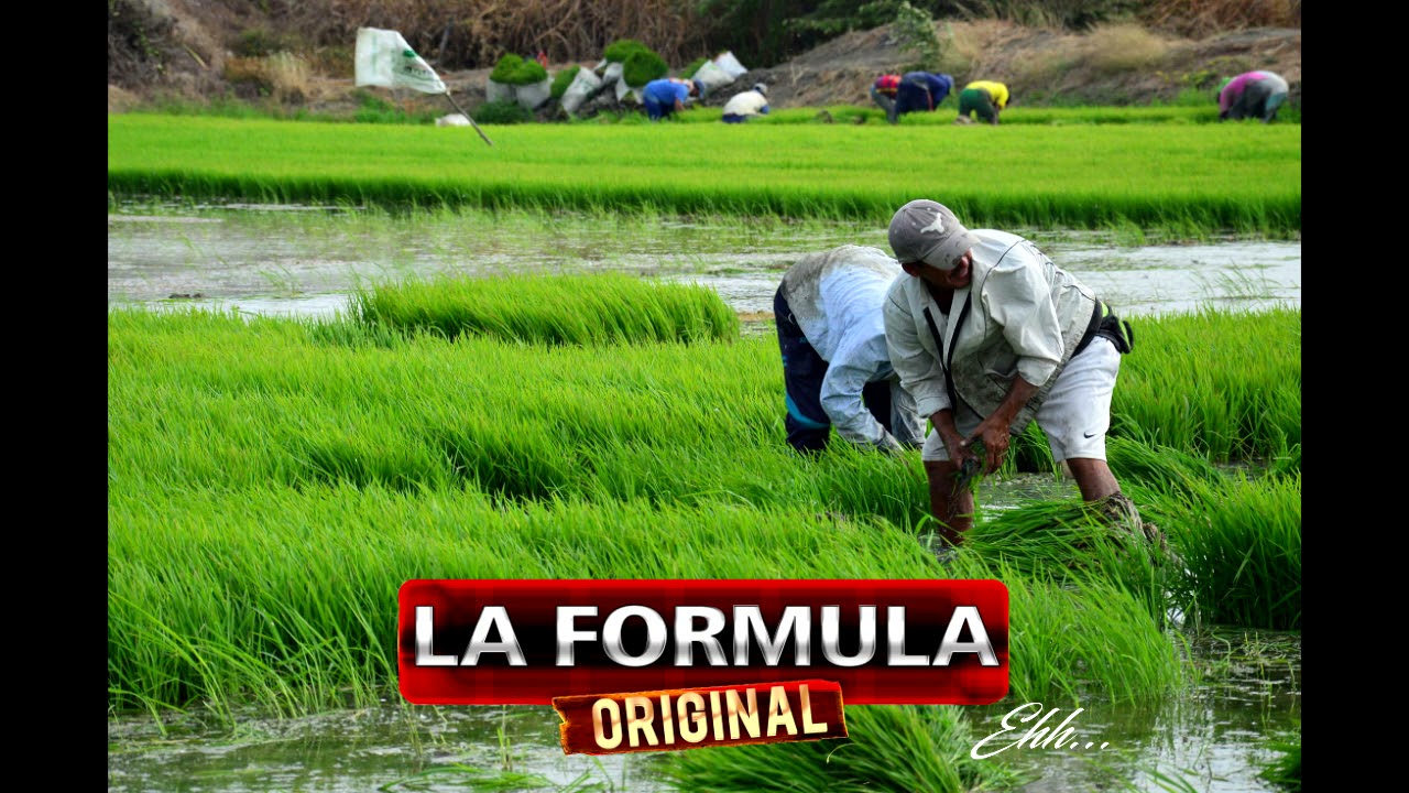 Mis Amigos Los Arroceros - La Formula Original/