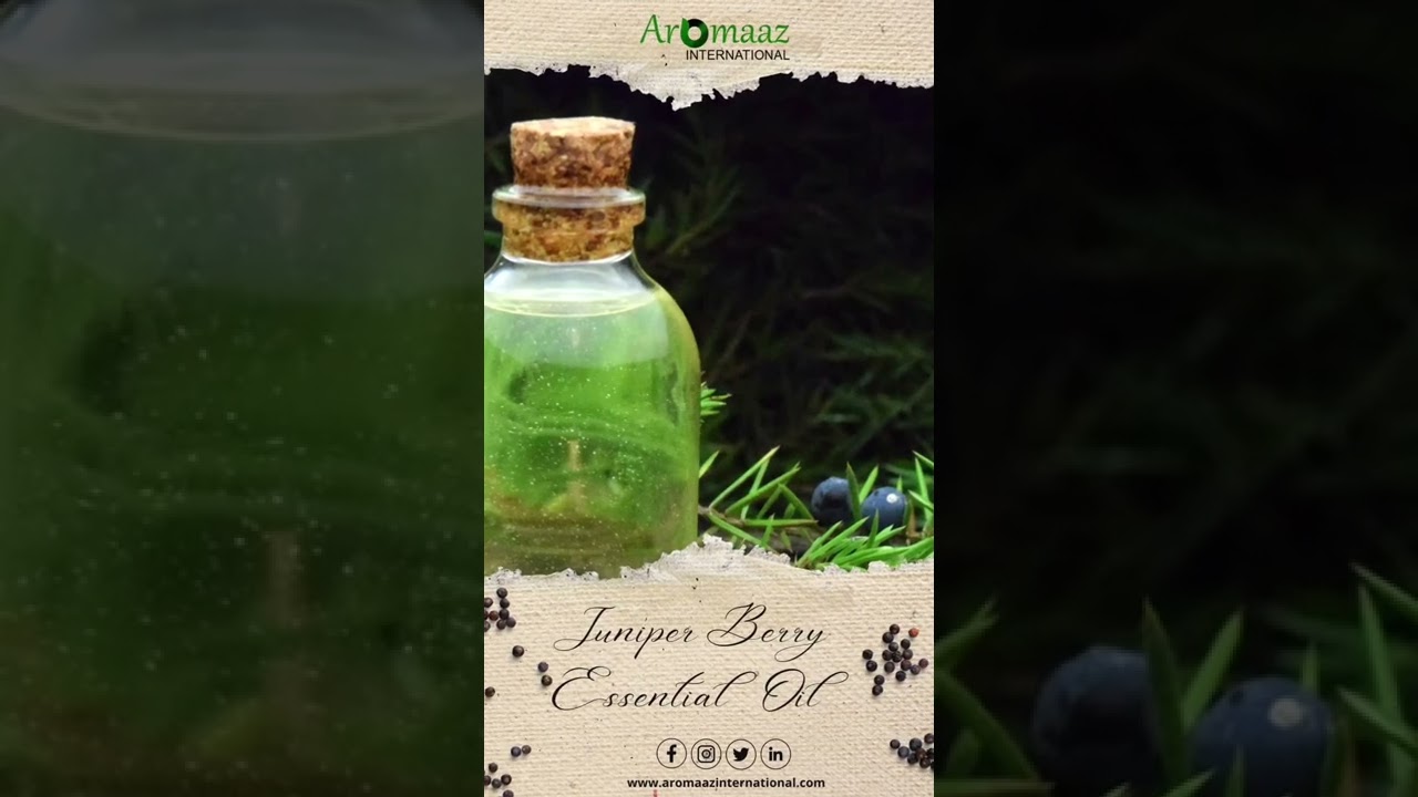 Get High Quality Juniper Berry Essential Oil Online- Aromaaz International