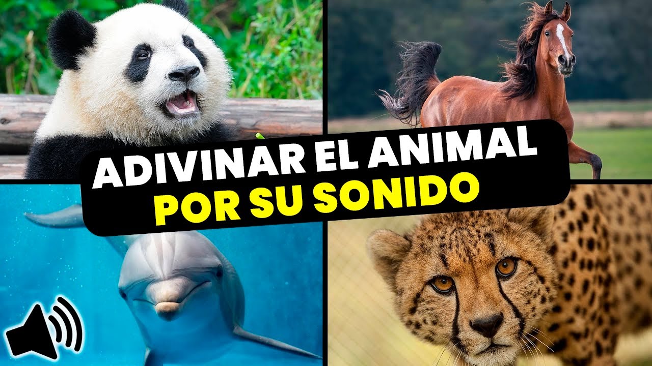 ADIVINA EL ANIMAL POR SU SONIDO 🔊🐎🦍 ¿Cuanto sabes de Animales? 🤔 - YouTube