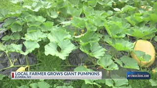 Local farmer grows giant pumpkin pumpkin in his backyard