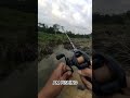 Sambaran ikan gabus babon #castingikangabus #mancingmania #amfishing #spotrawahitam #mancingliar