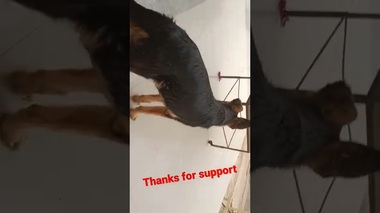 Thanks for too much support. 