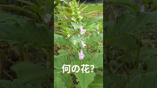 🌱自然農畑の小さな花｜A Tiny Flower... Do You Know What It Is?
