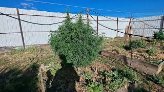 Naming All Strains 2025