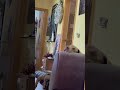 Weimaraner Liebe Endlos Hunting Dog