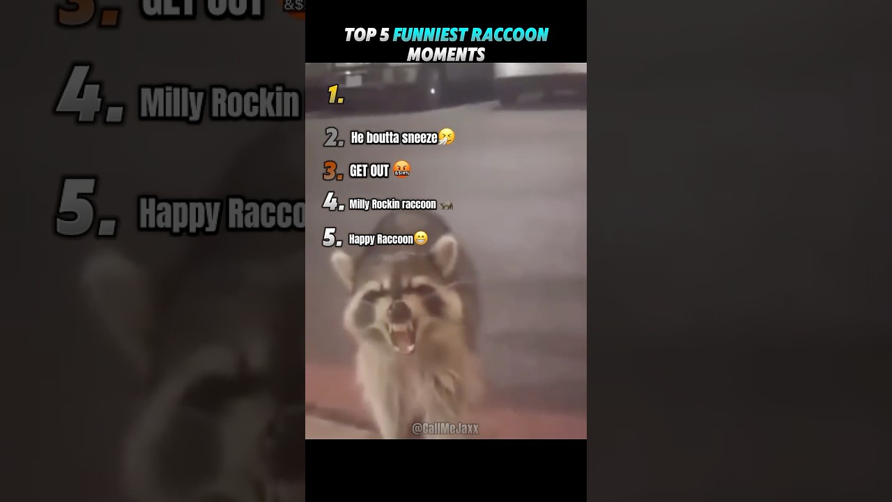 Top 5 Funniest Raccoon Moments💀