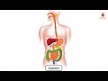 Digestion process in human body explained through animation  science grade 4  periwinkle