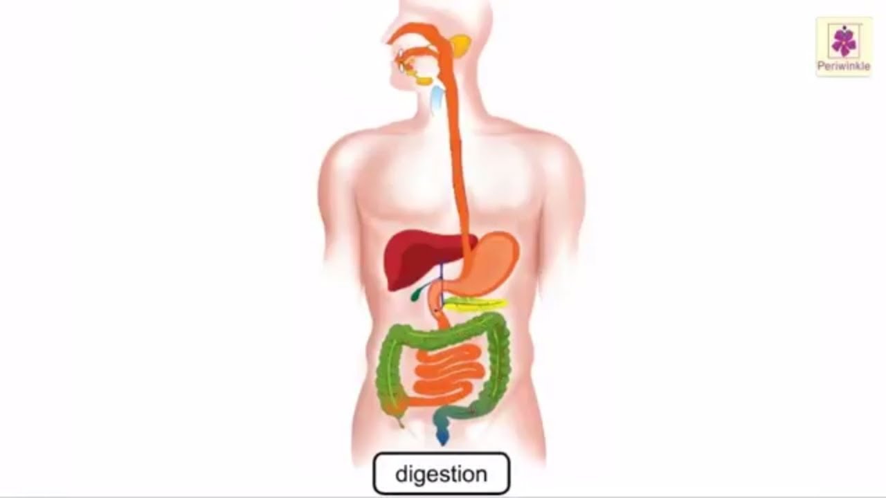 Digestion Process In Human Body Explained Through Animation | Science Grade  4 | Periwinkle - YouTube