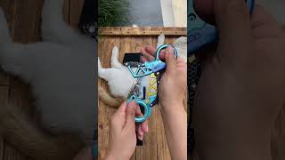 Which one do you like?#apex #heirloom #octane #wingman #bloodhound #wraithheirloom