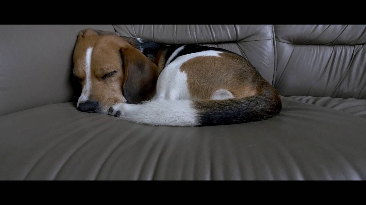 「Cinelike D Mode」 Test movie [4K]