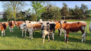 Life on the farm  More Chopping Triticale, Baling Hay and Checking on the Heifers