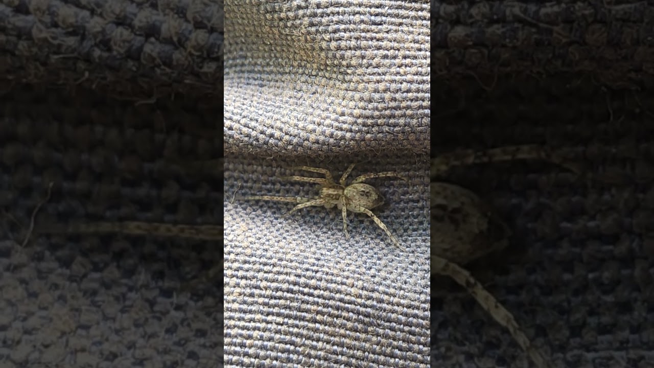 Tiere in unserem Garten (Erzgebirge) die Vierfleck-Zartspinne (Anyphaena accentuata)