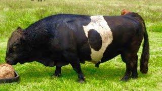 Meet the Mini Moo: The Smallest Cattle Breed You've Ever Seen!