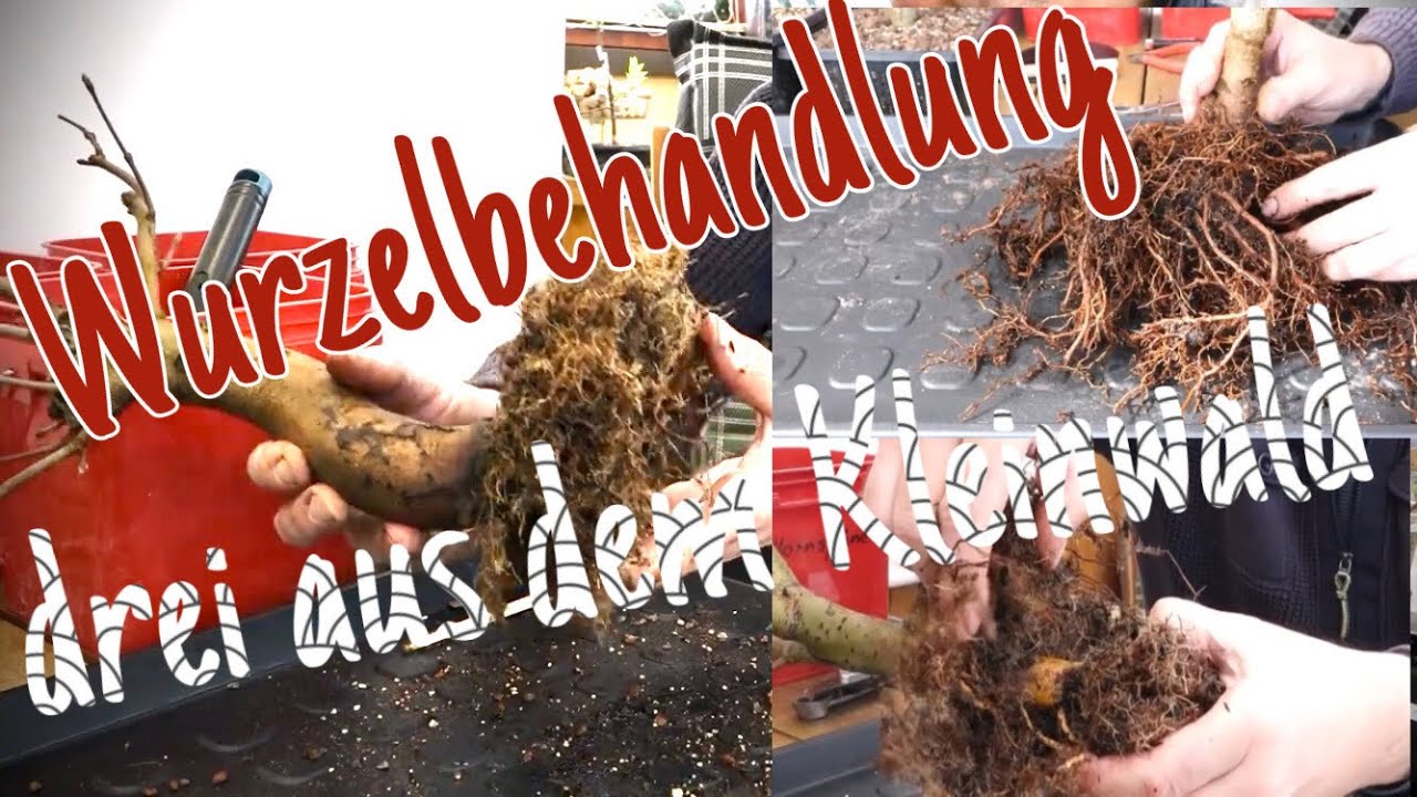 Wurzeln schneiden Pre-Bonsai 2023/17