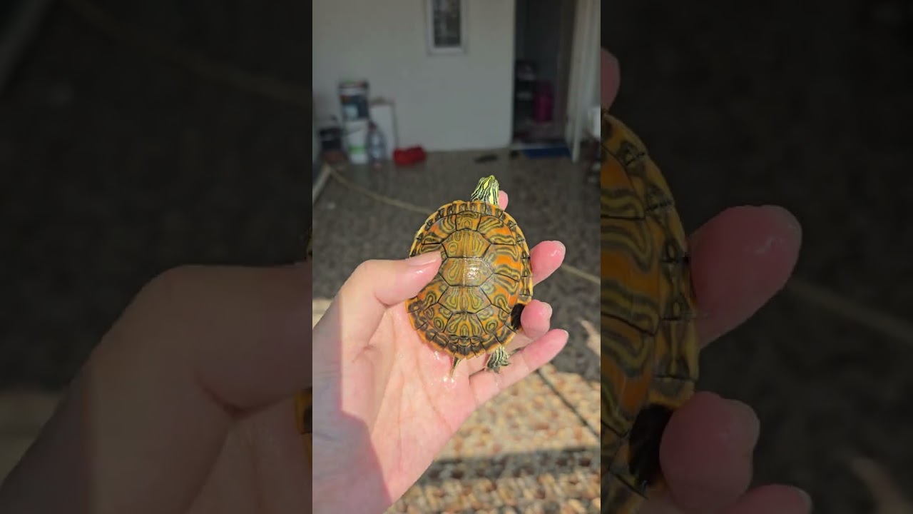 Super Red Belly Nelsoni...🔥😍 