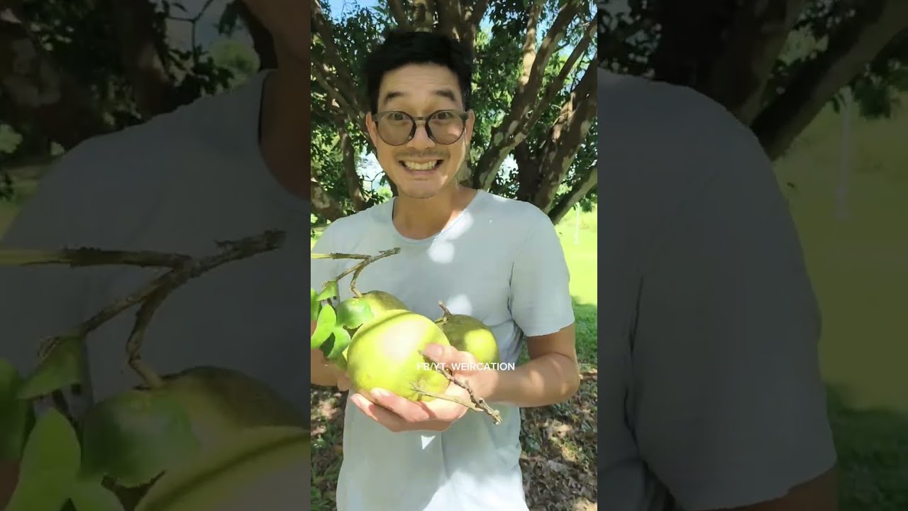 มื้อเช้าไก่ขันได้เวลาตื่น เดินสวนเจอบักส้มโอมาสามลูก หวานฉ่ำหลายเด้อ