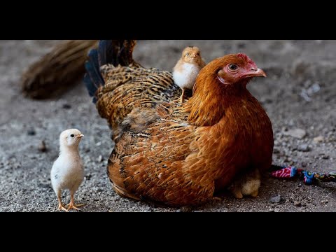 Vidéo: Pourquoi Le Poulet Rêve-t-il