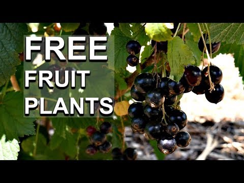 Video: How To Propagate Currants