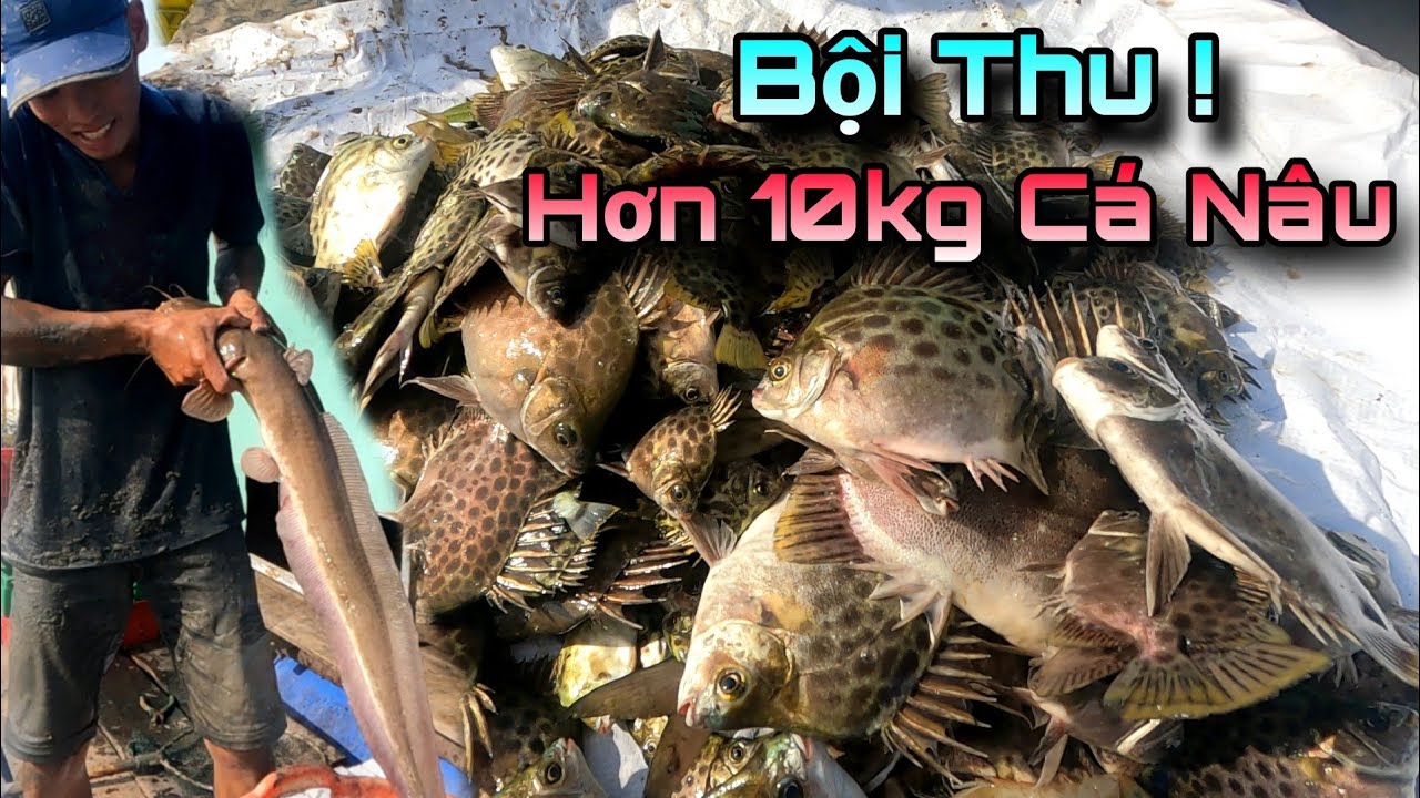 Bao Đăng bãi cũ trúng bầy Cá Nâu hơn 10kg | GĐCG #612