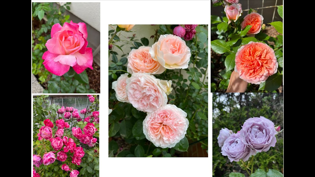 Spring rose garden 2024 || 33 rose varieties in zone 7