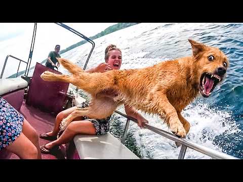 ANIMALES VS. AGUA 😂 NUEVOS ANIMALES GRACIOSOS 2026