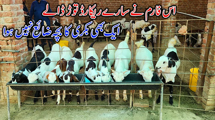 Visit Of The Sarwar Goat Farm - Modern Goat Farming In Pakistan