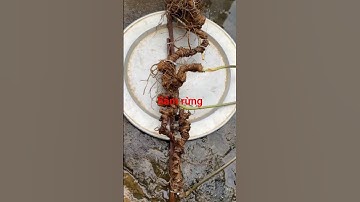 3 củ sâm rừng khủng nặng 1,1kg nguyên bản từng củ ạ #dượclieuquy