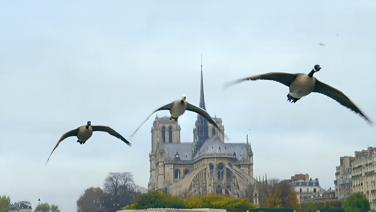 Дикий Париж: возвращение природы в Город Света