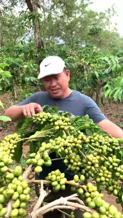 Bapak susno duaji sang jendral sederhana kini memilih berkebun kopi di kampung halaman
