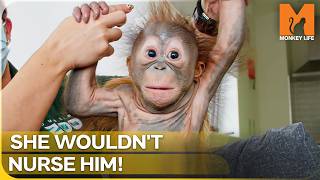 The Tiny 3-Kilo Baby His Mother Refused to Feed | Monkey Life | Season 18 Episode 1
