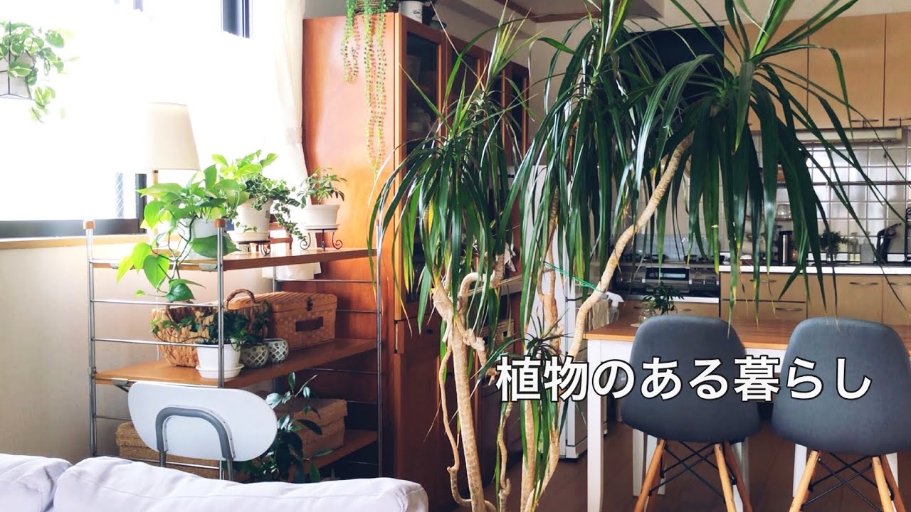 マンションで植物と暮らす / 長年育てた観葉植物 / 花の植え替え