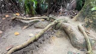 Hiking Bukit Bayu, Peak Garden, the best of Shah Alam Hiking ... getting botak!?