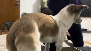 4/2 Moonshine Burpees Content