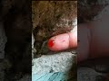 #insects #timelapse #short
